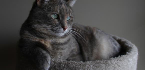 Cat bed