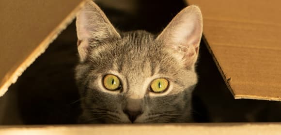 Cat in a box