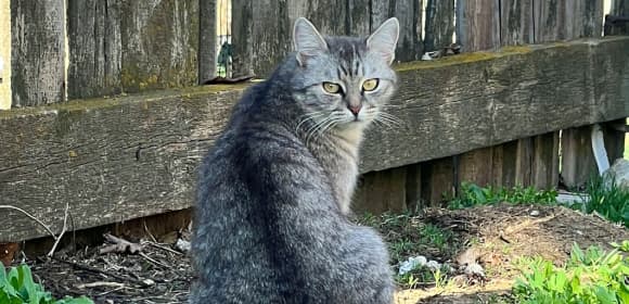 Cat fence