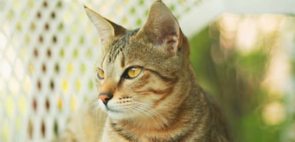 Cat enclosure