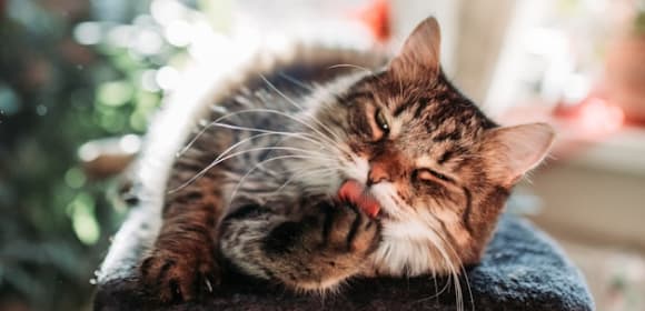 Cat grooming