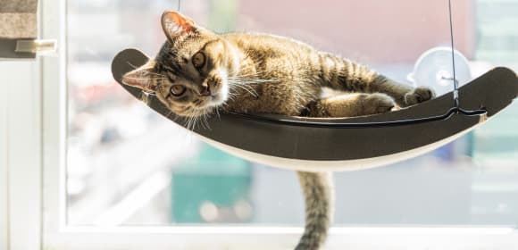 Cat inside
