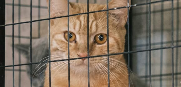 Cat net