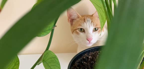 Cat hiding