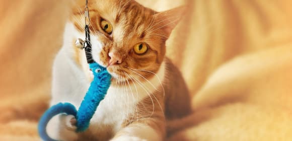 Cat playing