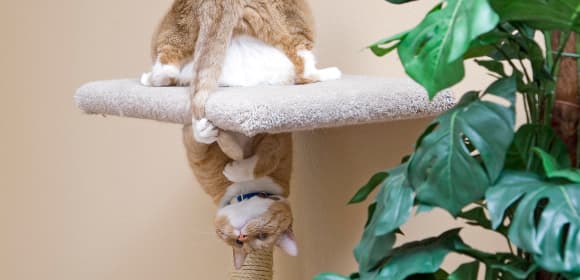 Cat playing