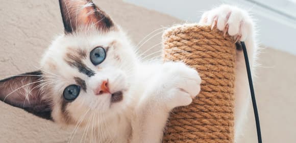 Cat scratching post