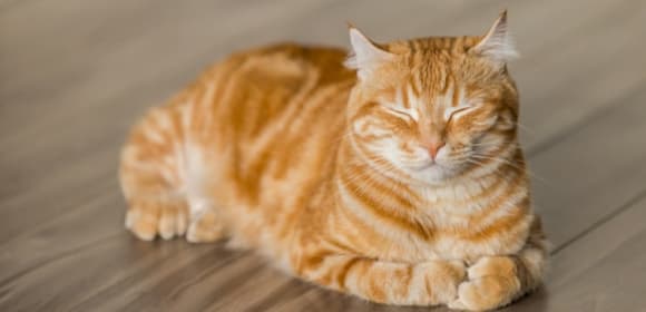 Cat sleeping