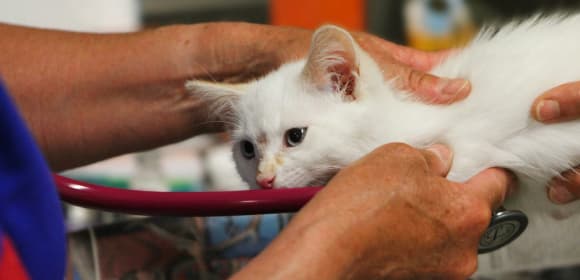 Cat with a vet
