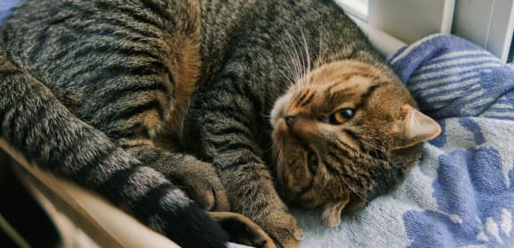 Desexed cat in bed