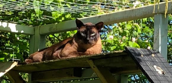Cat enclosure
