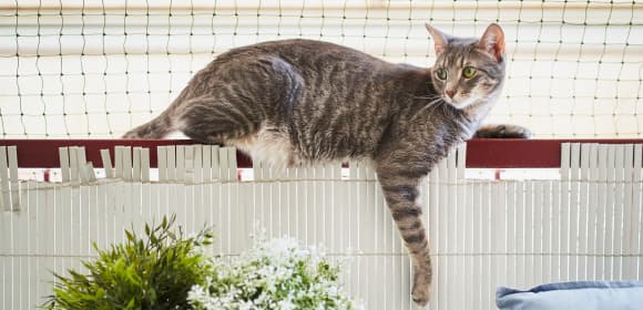 Cat enclosure