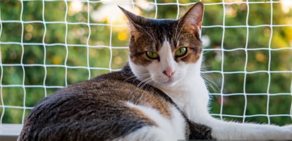 Cat in an enclosure