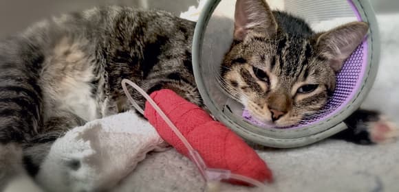 A sick cat
