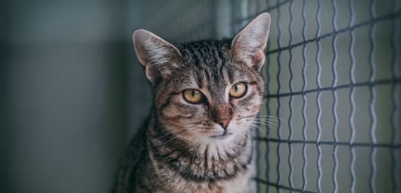 Impounded cat