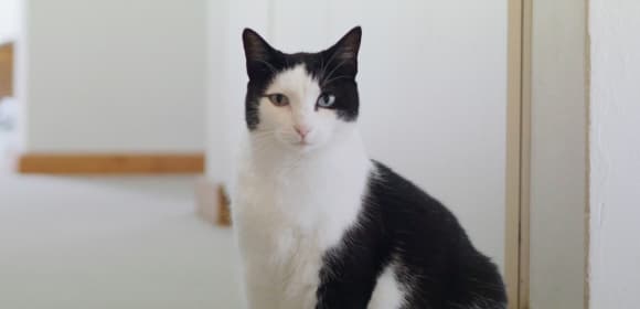 Black and white cat