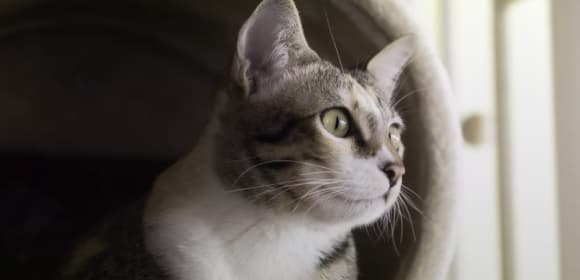 Happy cat indoors