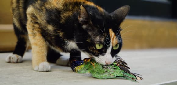 A hunting cat