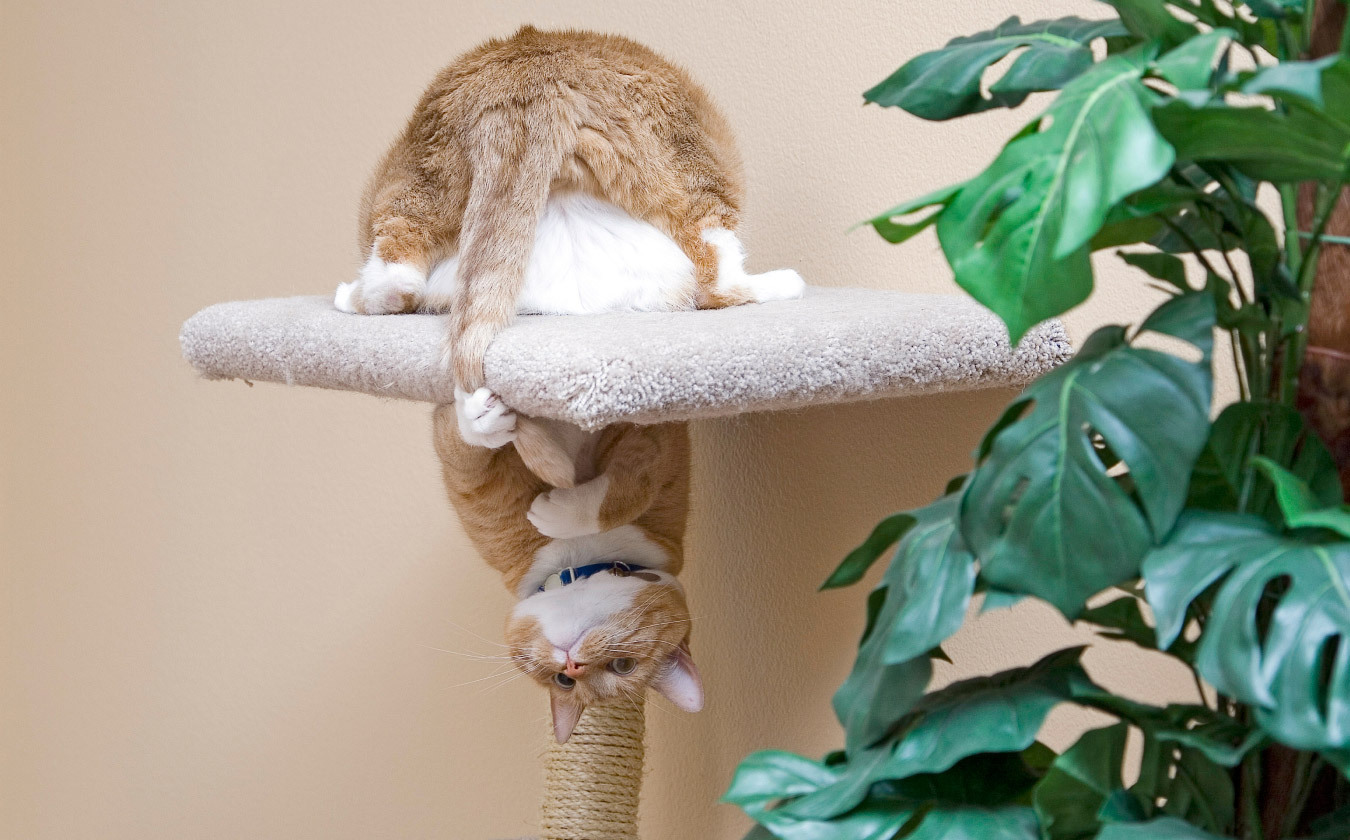 Cat playing