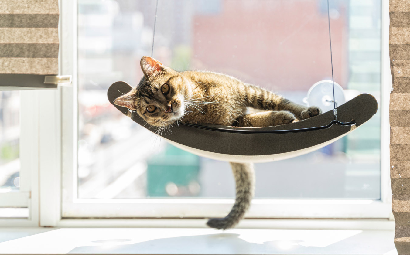 Cat in a hammock