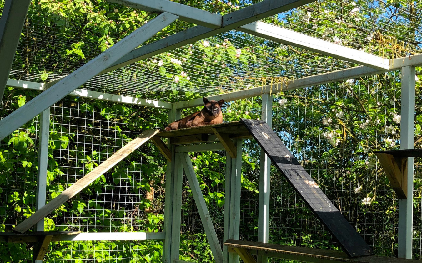 Cat in a catio